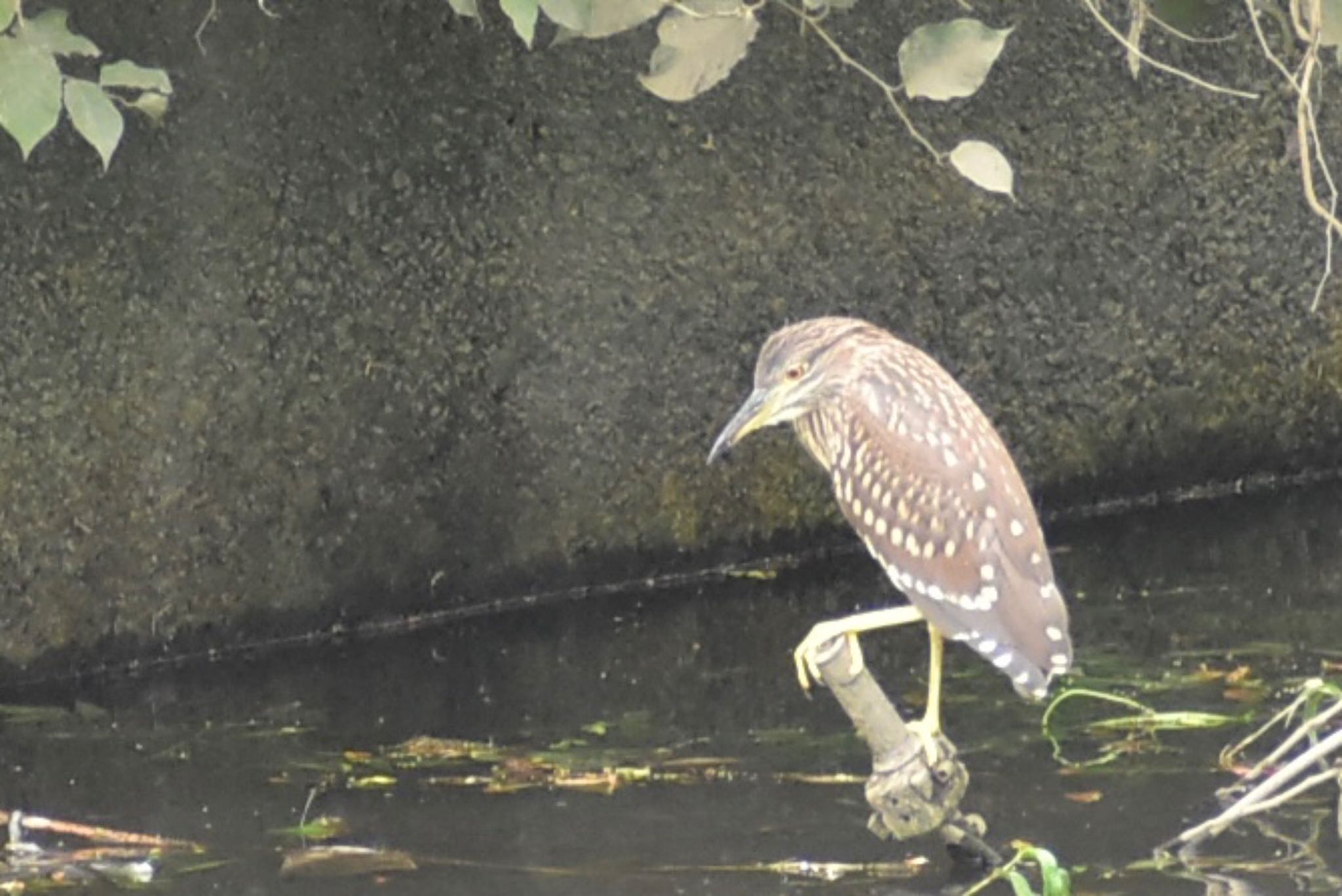 Photo of Black-crowned Night Heron at 芝川 by ツピ太郎