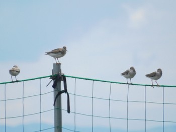 ソリハシシギ ふなばし三番瀬海浜公園 2023年8月26日(土)