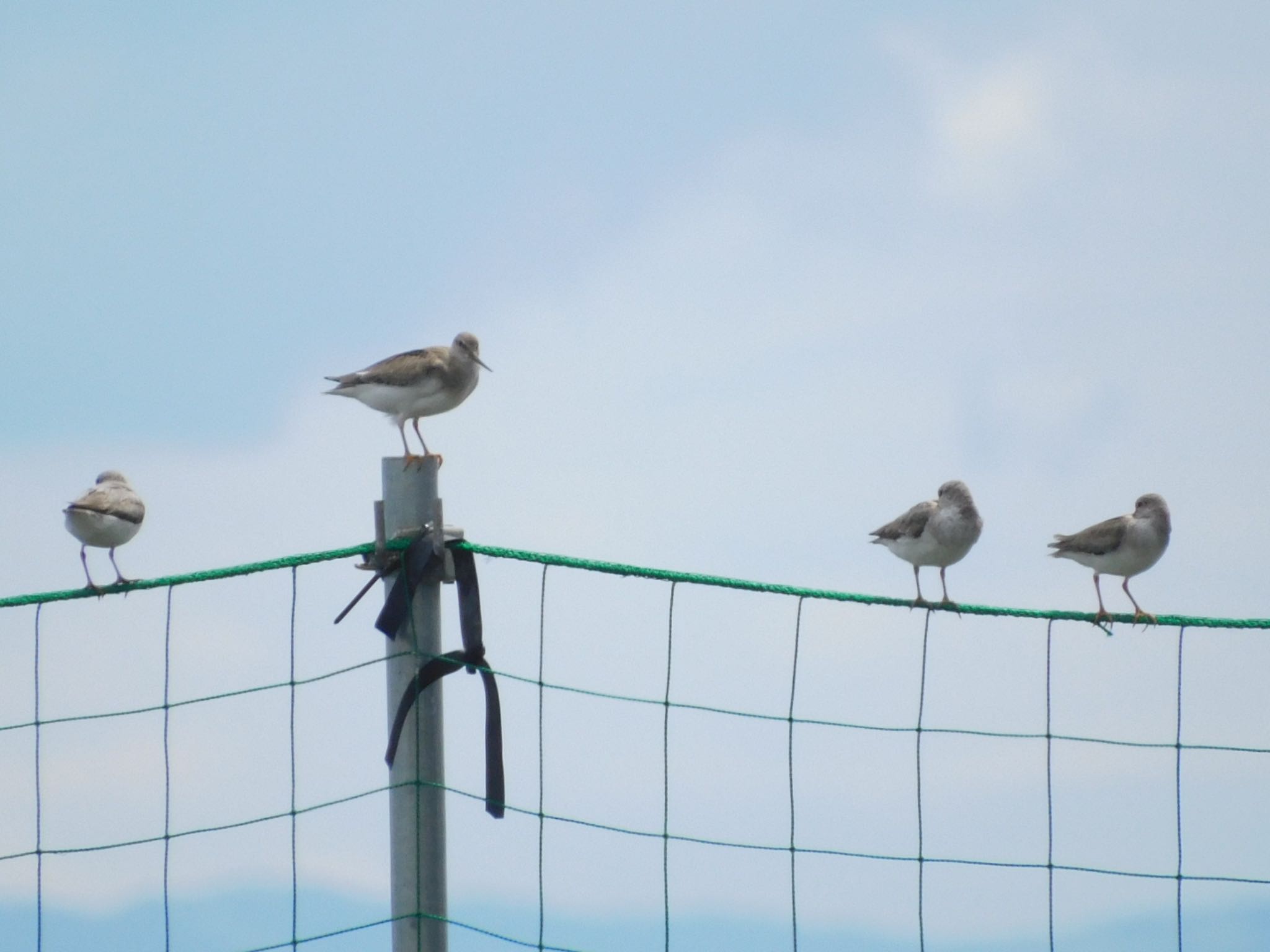 ふなばし三番瀬海浜公園 ソリハシシギの写真 by ucello