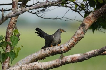 Common Cuckoo サロベツ Sat, 7/8/2023