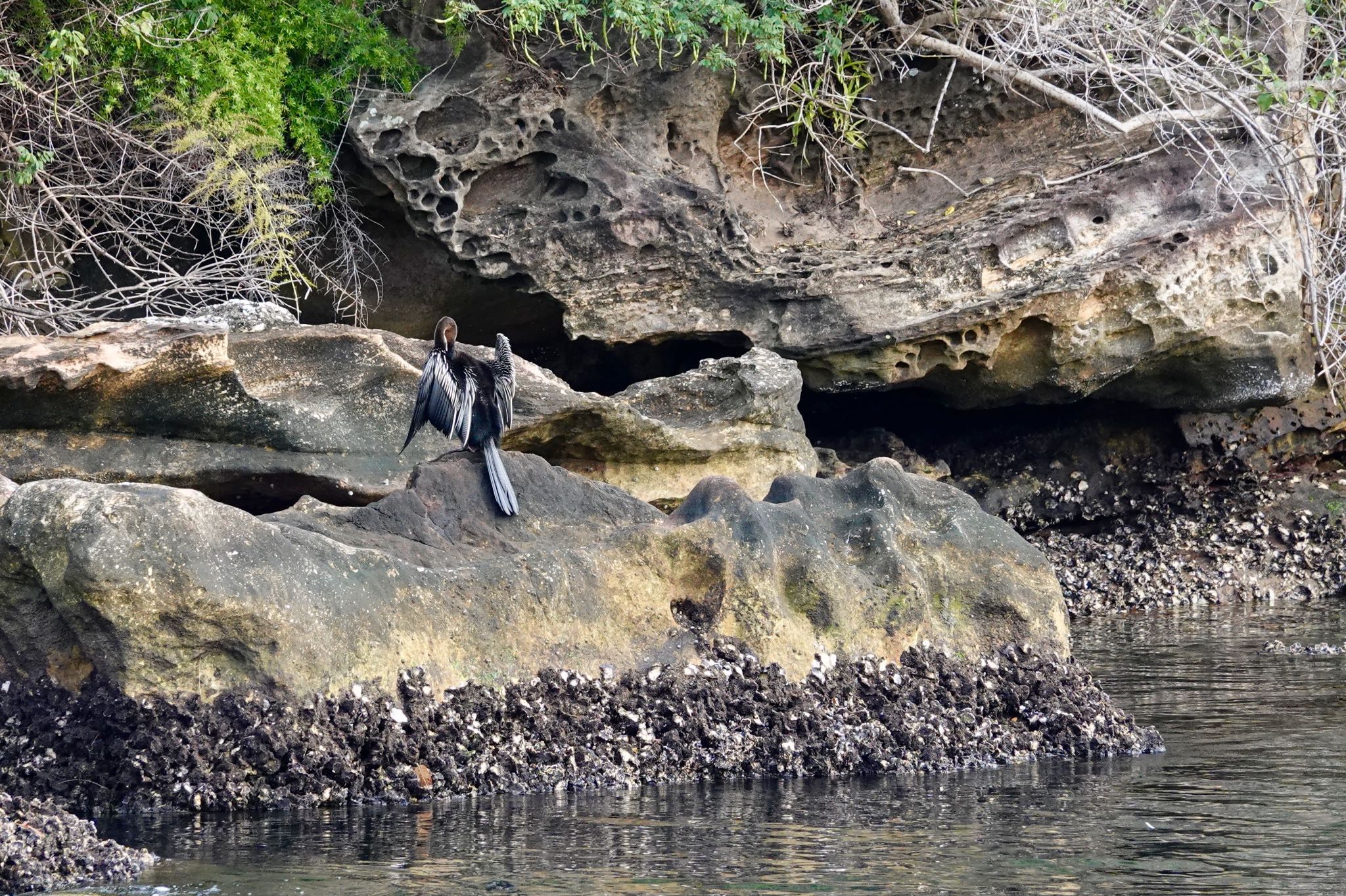 Photo of Australasian Darter at シドニー by のどか