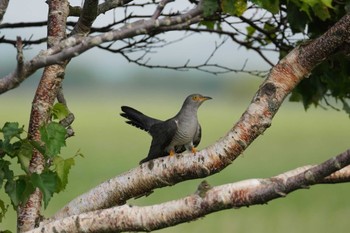 Common Cuckoo サロベツ Sat, 7/8/2023