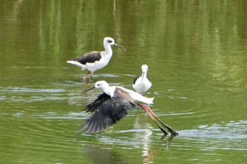 セイタカシギ 東京港野鳥公園 2023年8月27日(日)