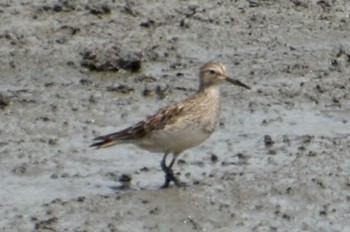 アメリカウズラシギ 東京港野鳥公園 2023年8月27日(日)