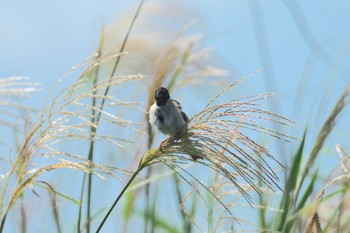 オオジュリン 仏沼湿原 2023年8月26日(土)