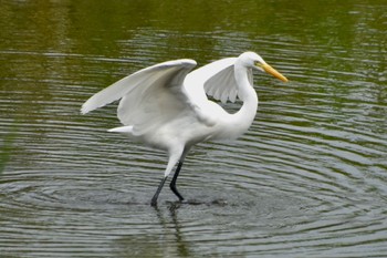 チュウサギ 東京港野鳥公園 2023年8月27日(日)