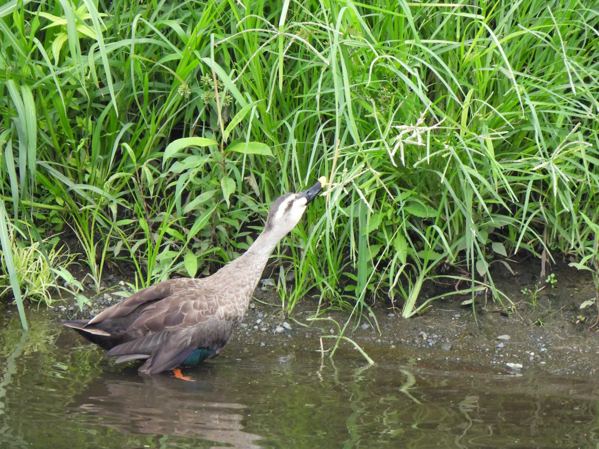 引地川親水公園 カルガモの写真 by こむぎこねこ