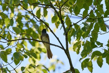 サンコウチョウ 大阪城公園 2023年8月27日(日)