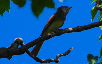 サンコウチョウ 大阪城公園 2023年8月27日(日)