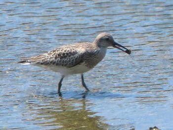 オバシギ 大阪南港野鳥園 2023年8月20日(日)