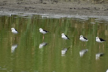 セイタカシギ 東京港野鳥公園 2023年8月27日(日)