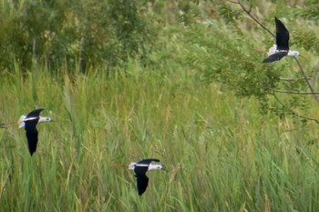 セイタカシギ 東京港野鳥公園 2023年8月27日(日)