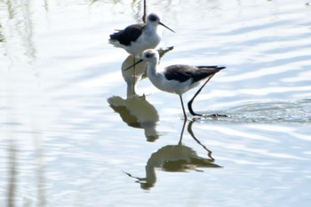 セイタカシギ 東京港野鳥公園 2023年8月27日(日)