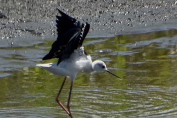 セイタカシギ 東京港野鳥公園 2023年8月27日(日)