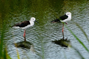 セイタカシギ 東京港野鳥公園 2023年8月27日(日)