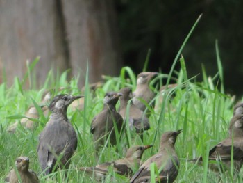 White-cheeked Starling Unknown Spots Sun, 8/27/2023