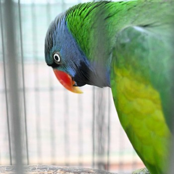 Lord Derby's Parakeet