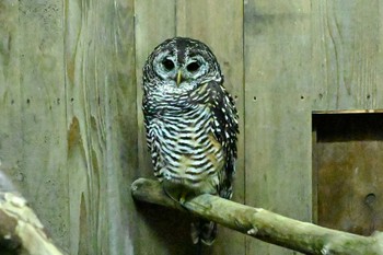 Rufous-legged Owl Unknown Spots Fri, 8/25/2023