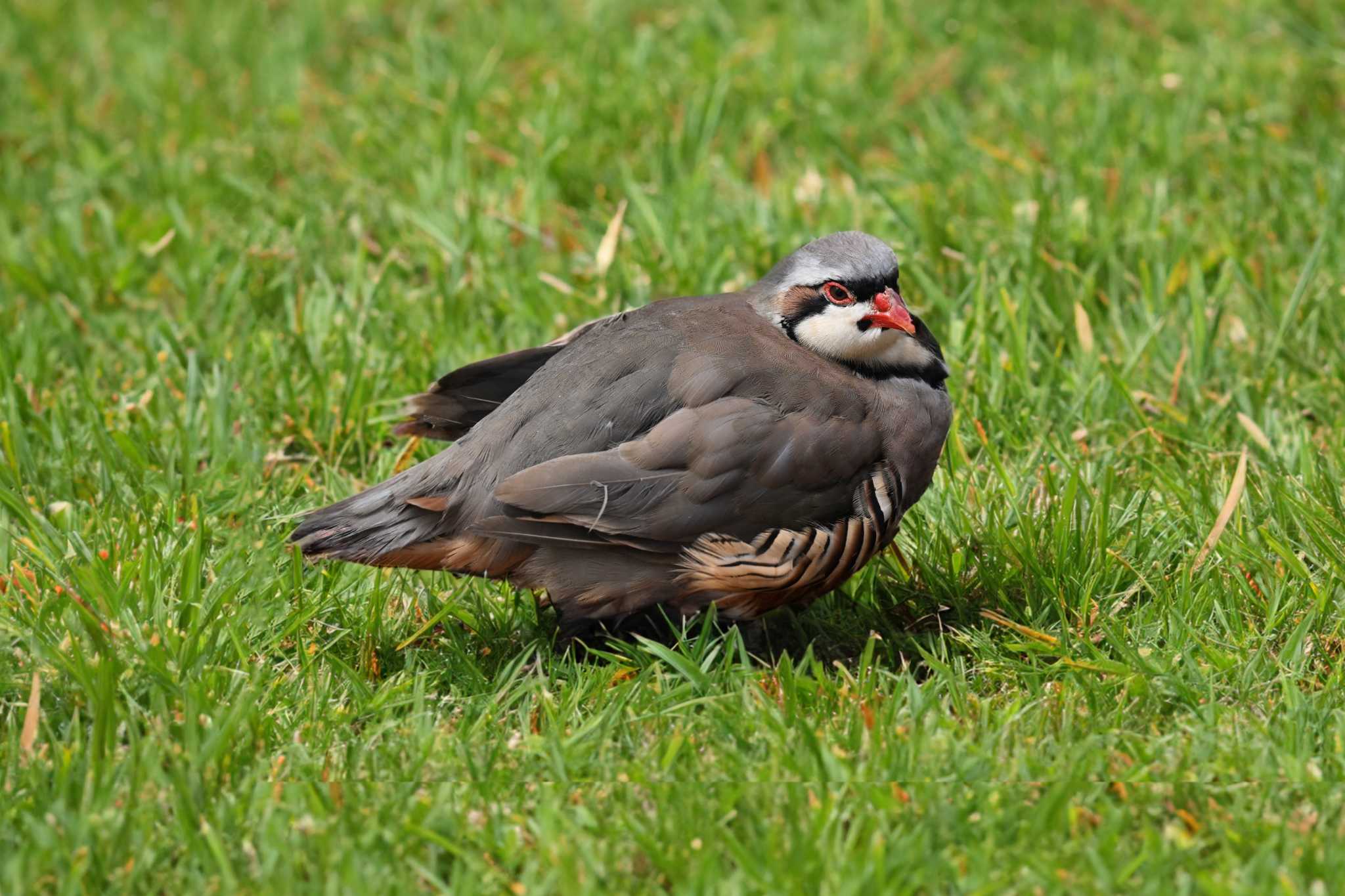 Photo of Chukar Partridge at  by Yokai