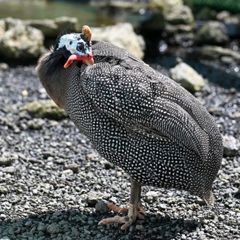 Helmeted Guineafowl Unknown Spots Fri, 8/25/2023