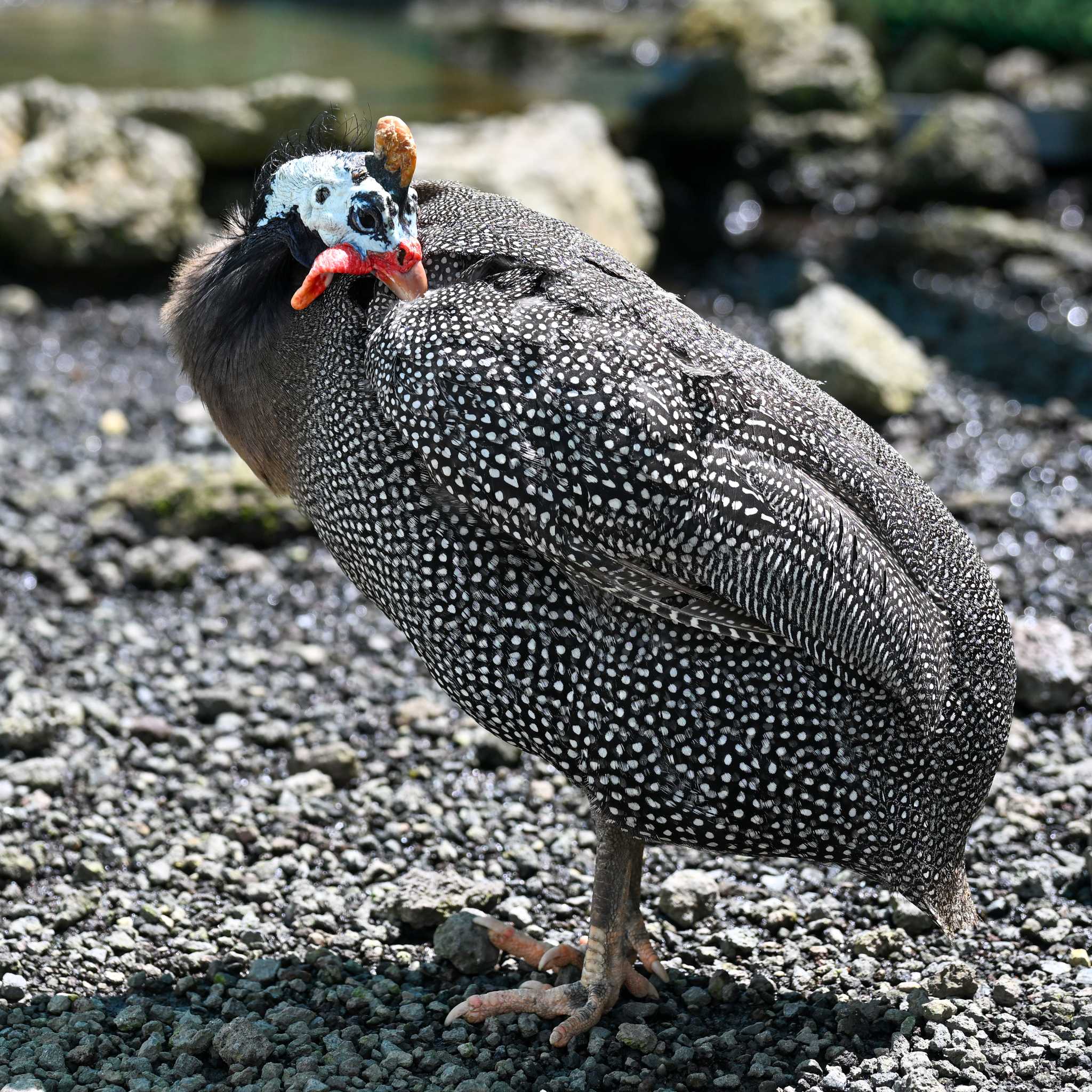 Photo of Helmeted Guineafowl at  by Yokai