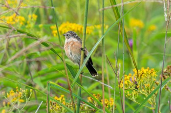 Amur Stonechat Kirigamine Highland Sat, 8/26/2023