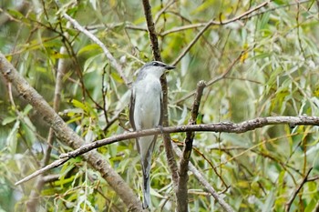 サンショウクイ 愛知県緑化センター 昭和の森 2023年8月27日(日)