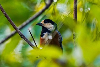 2023年8月27日(日) 愛知県緑化センター 昭和の森の野鳥観察記録