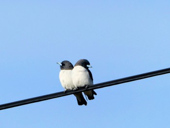 White-breasted Woodswallow Central Coast Wetlands Pioneer Dairy(NSW) Sat, 8/26/2023