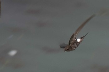 Pacific Swift Kiritappu Promontory Fri, 8/11/2023