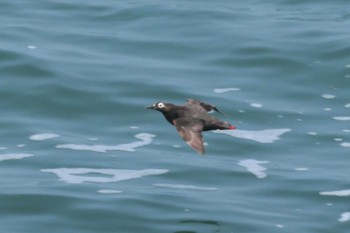 Spectacled Guillemot Kiritappu Promontory Fri, 8/11/2023