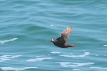 Spectacled Guillemot Kiritappu Promontory Fri, 8/11/2023