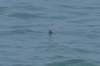 Spectacled Guillemot Kiritappu Promontory Fri, 8/11/2023