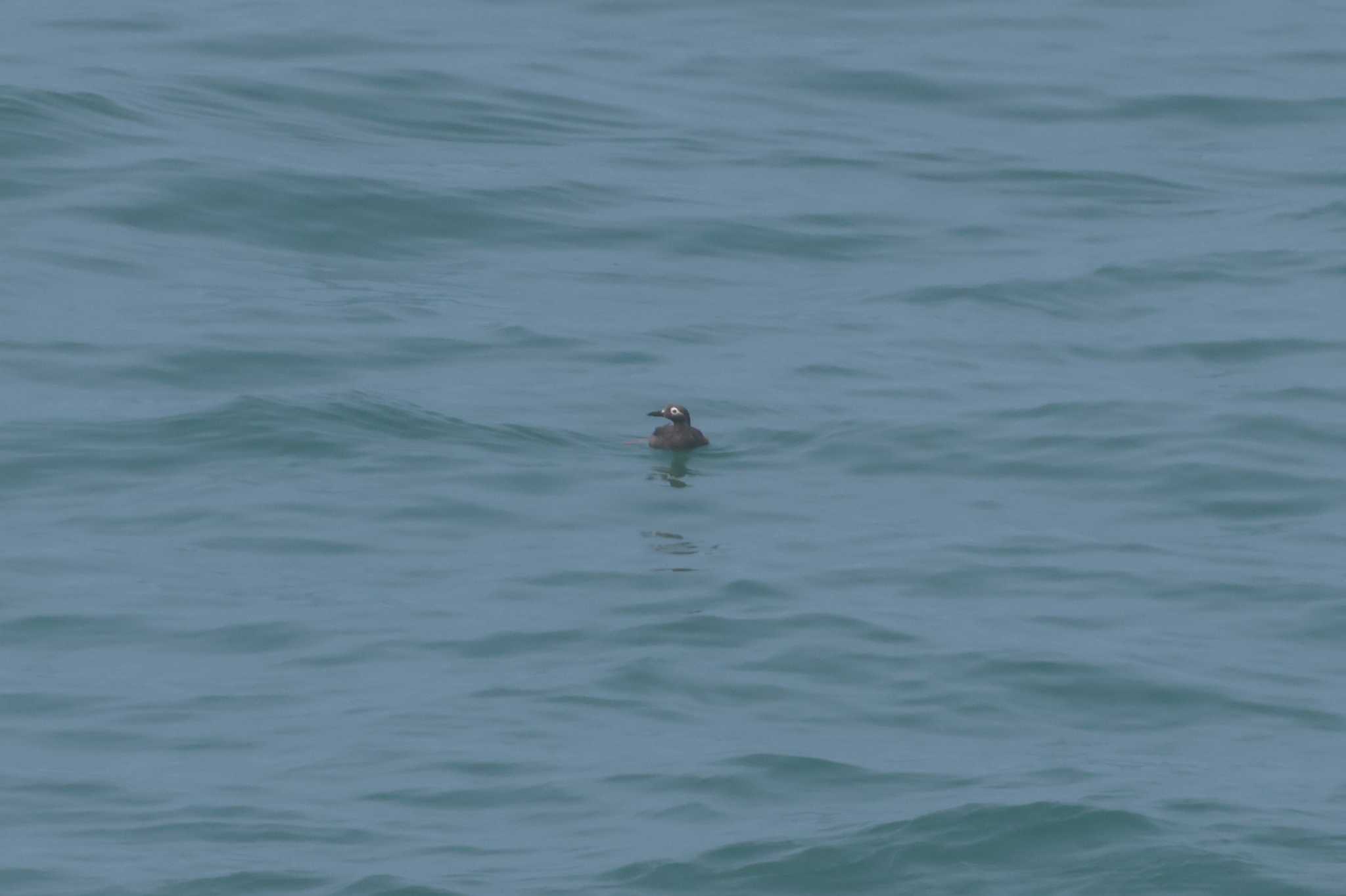 Spectacled Guillemot