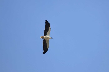 シロハラウミワシ Pasir Ris Park (Singapore) 2018年7月16日(月)