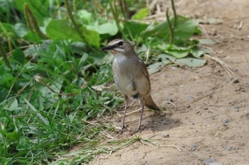 2023年8月11日(金) 霧多布岬の野鳥観察記録