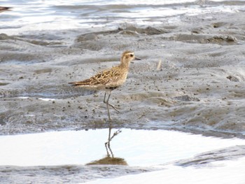 Pacific Golden Plover 多摩川河口 Sun, 8/27/2023