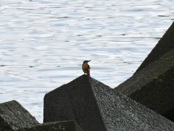 Common Kingfisher 多摩川河口 Sun, 8/27/2023