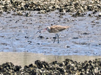 2023年8月20日(日) 葛西臨海公園の野鳥観察記録