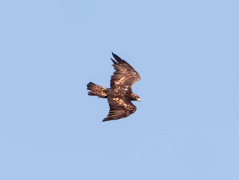 2023年8月26日(土) 伊吹山の野鳥観察記録