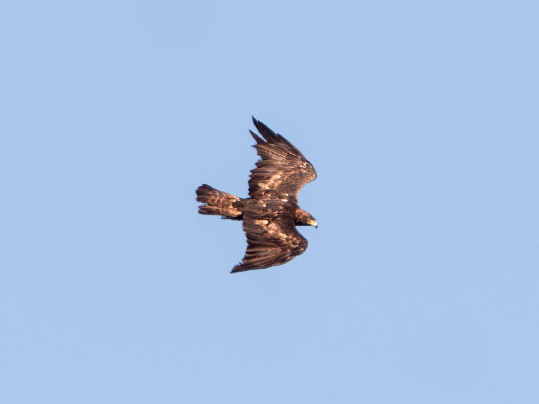 Photo of Golden Eagle at 伊吹山 by ふなきち