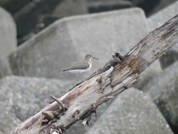 Common Sandpiper 多摩川河口 Sun, 8/27/2023