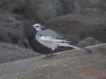 Wagtail Unknown Spots Sat, 8/26/2023