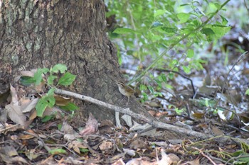 Asian Stubtail 久宝寺緑地公園 Sun, 8/27/2023