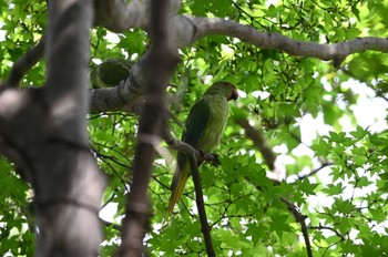 ワカケホンセイインコ 井の頭公園 2023年8月27日(日)