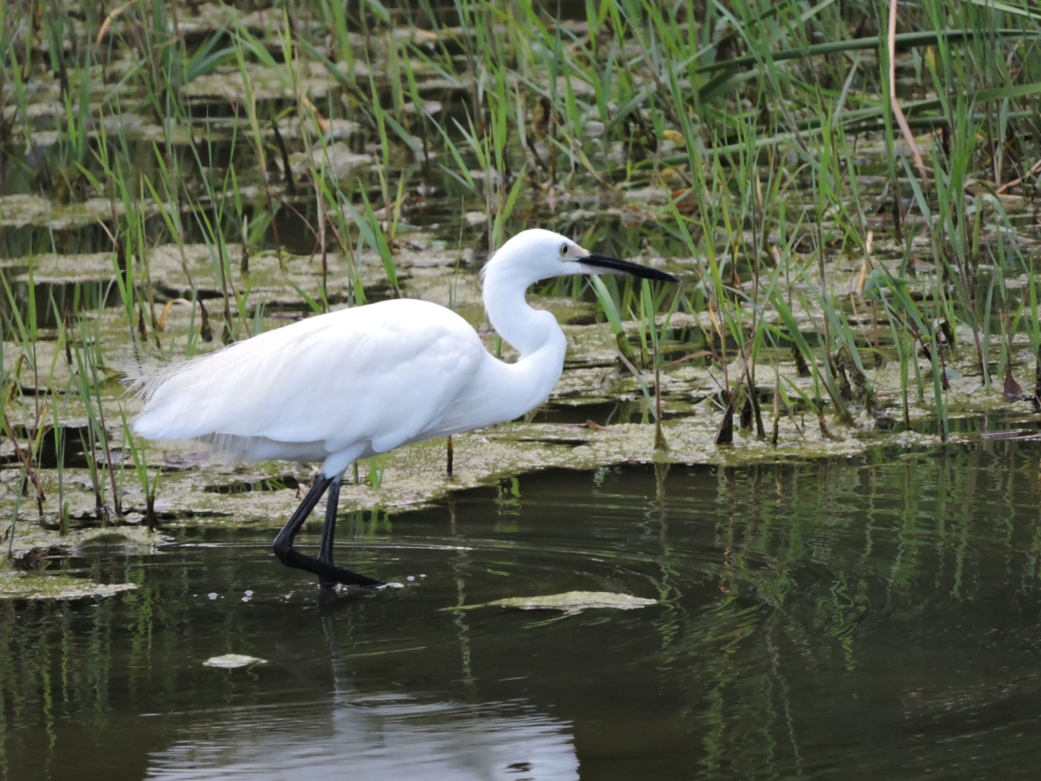 Little Egret