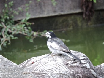 White Wagtail Osaka Tsurumi Ryokuchi Sun, 8/27/2023