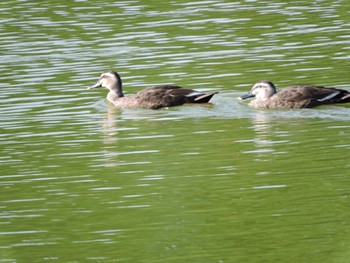 Eastern Spot-billed Duck Osaka Tsurumi Ryokuchi Sun, 8/27/2023