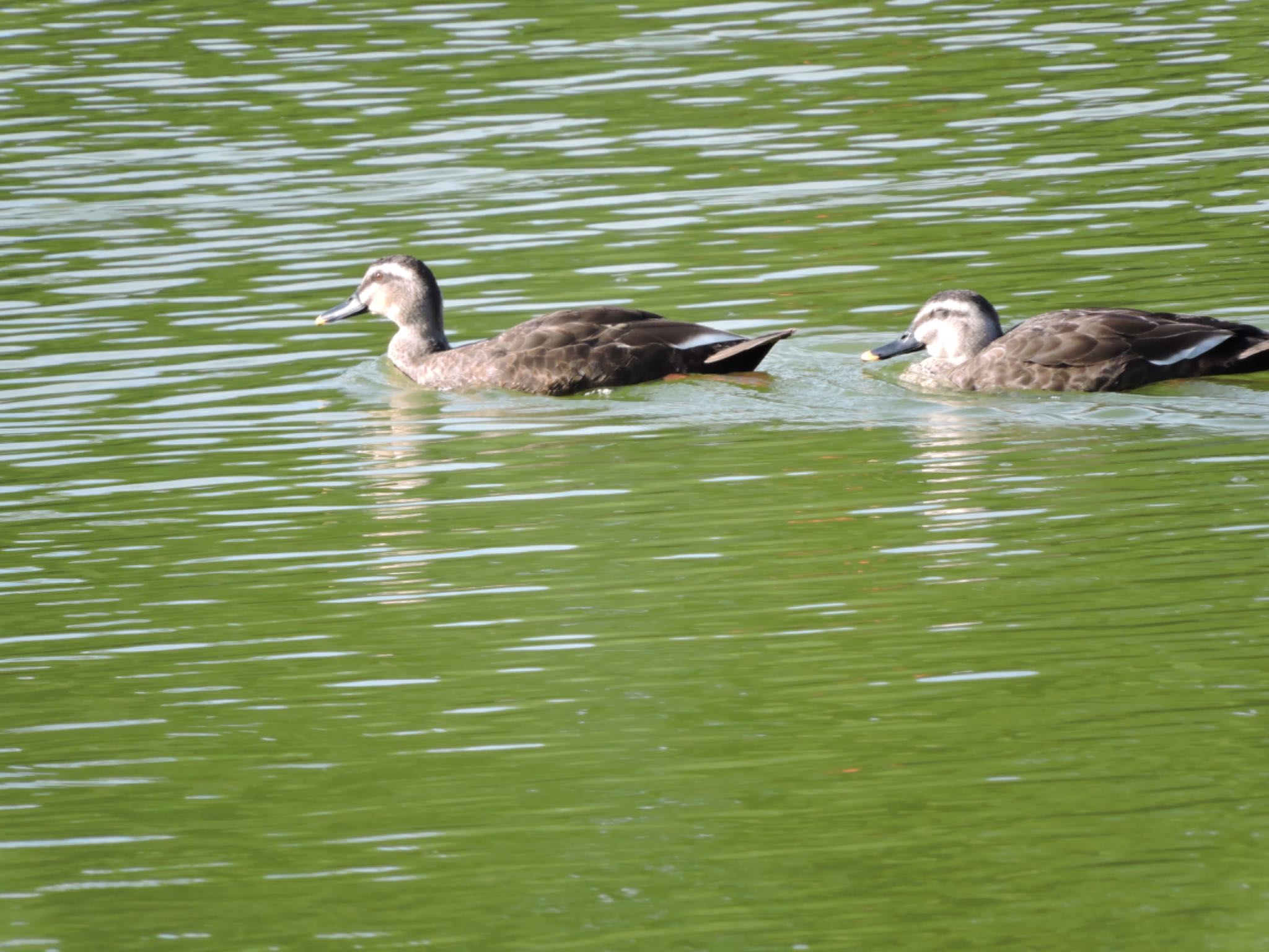 Eastern Spot-billed Duck