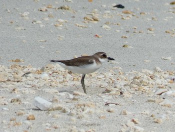 Greater Sand Plover Yoron Island Tue, 8/28/2018
